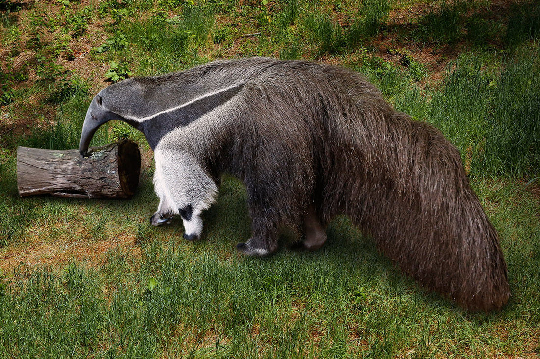 Giant Anteater - Connecticut's Beardsley Zoo