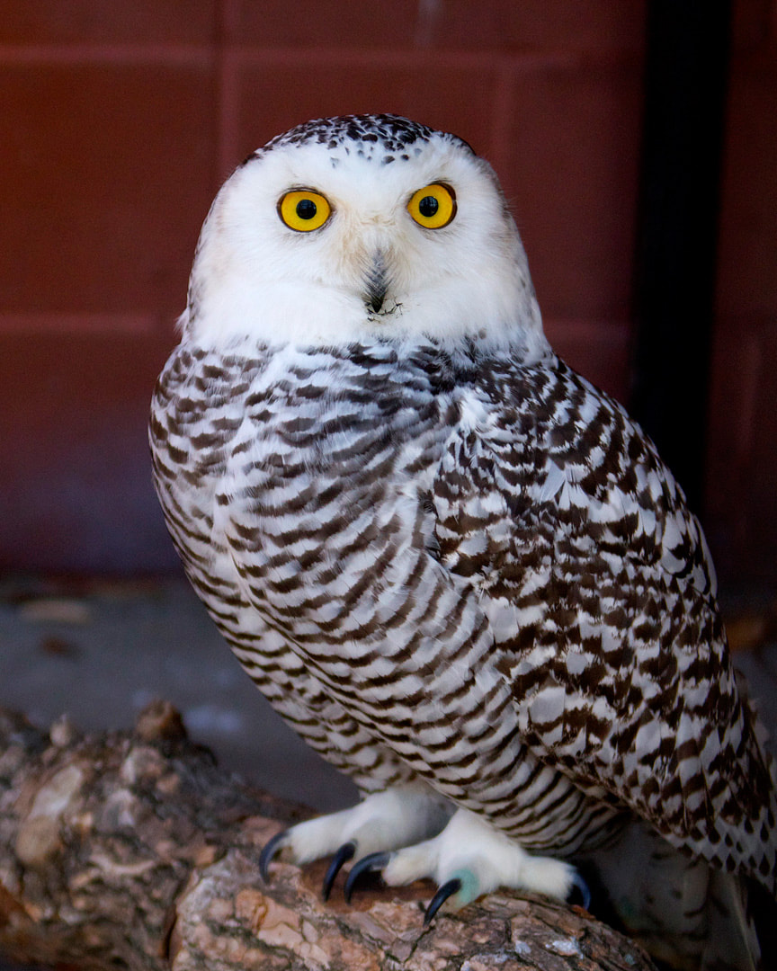 Snowy Owl - Connecticut's Beardsley Zoo