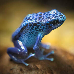 Blue Poison Dart Frog - Connecticut's Zoo